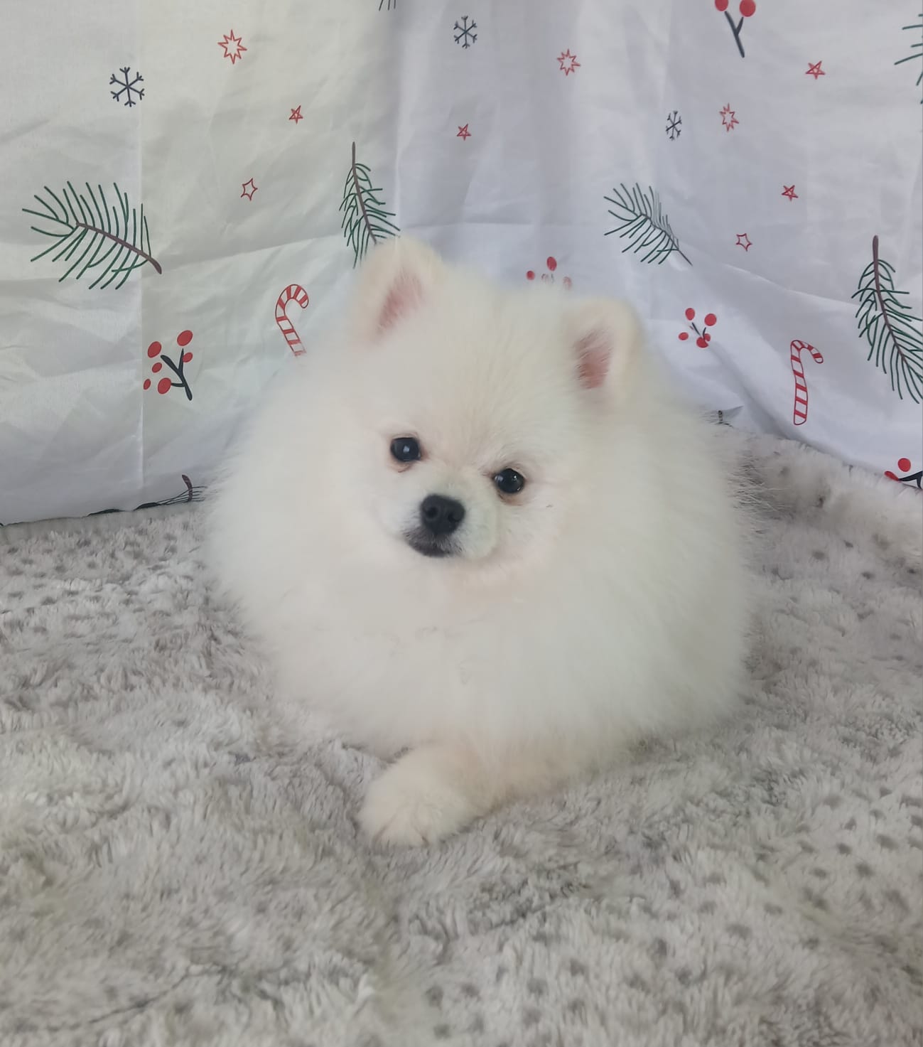 Pomerania galería