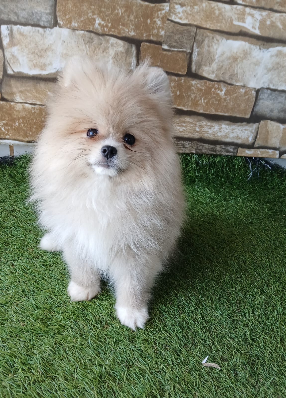 Pomerania - Perro