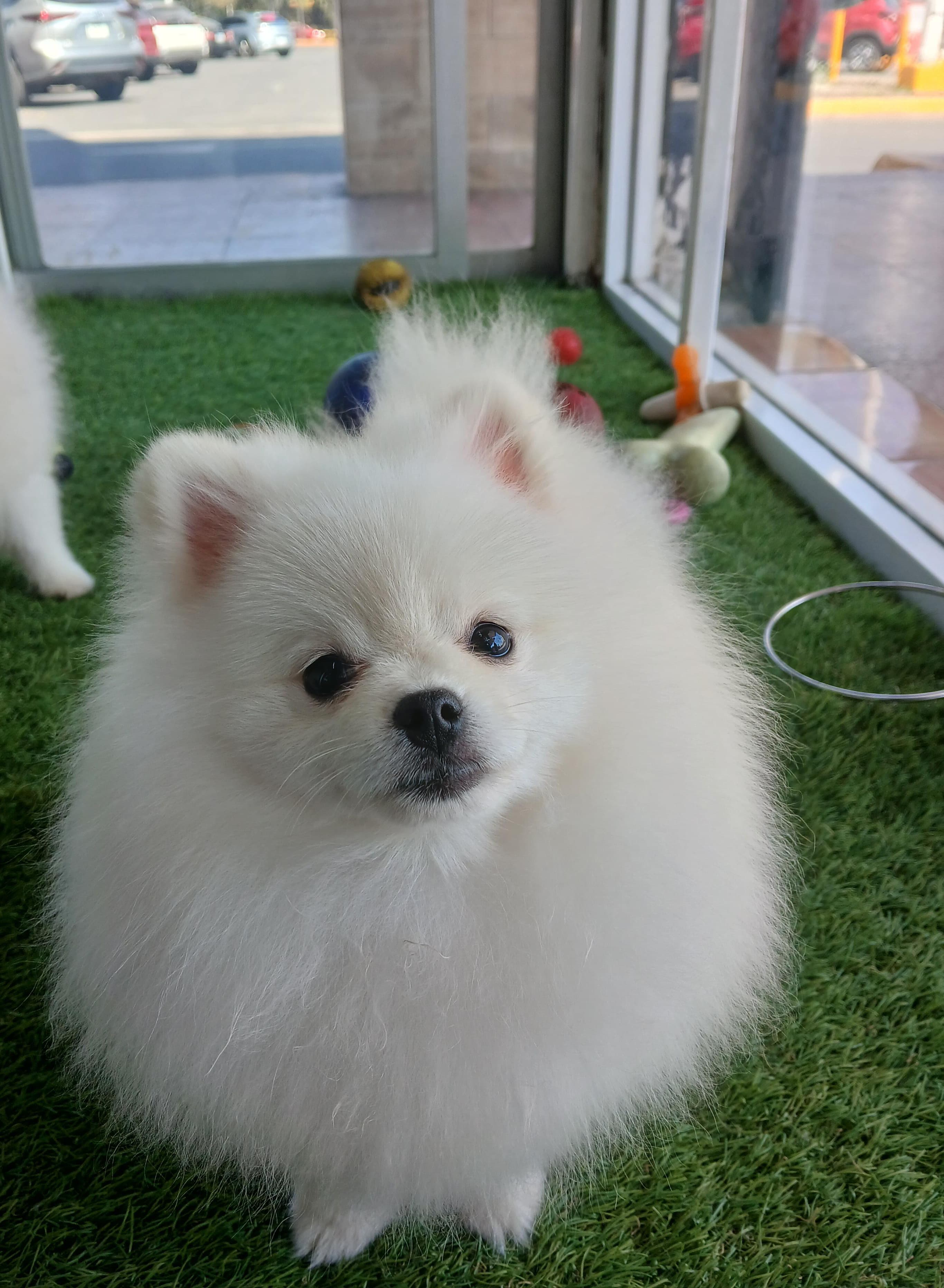 Pomerania galería
