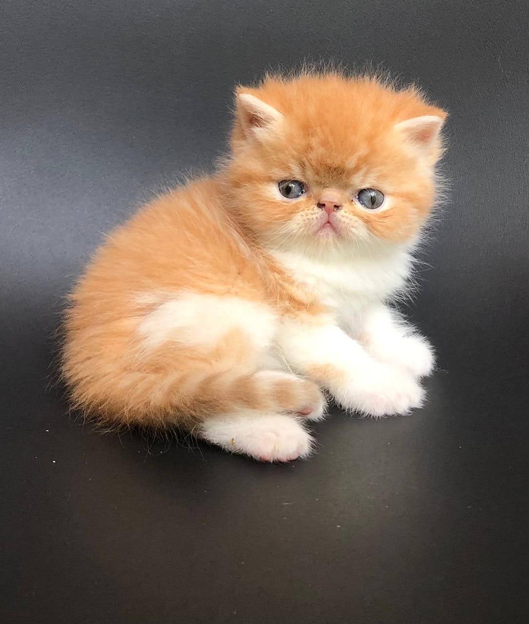 Gato Persa - Gato