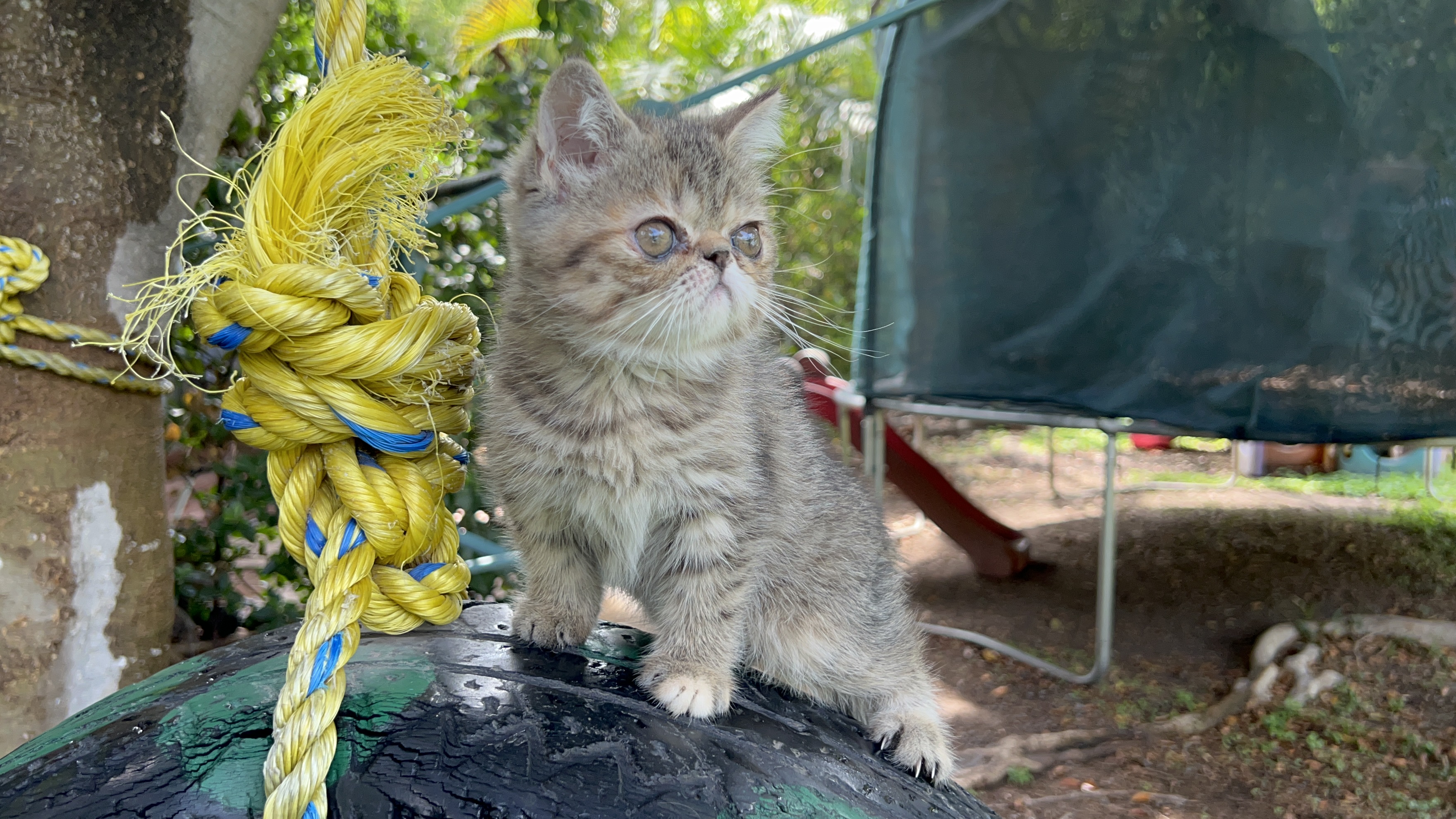 Gato Persa galería