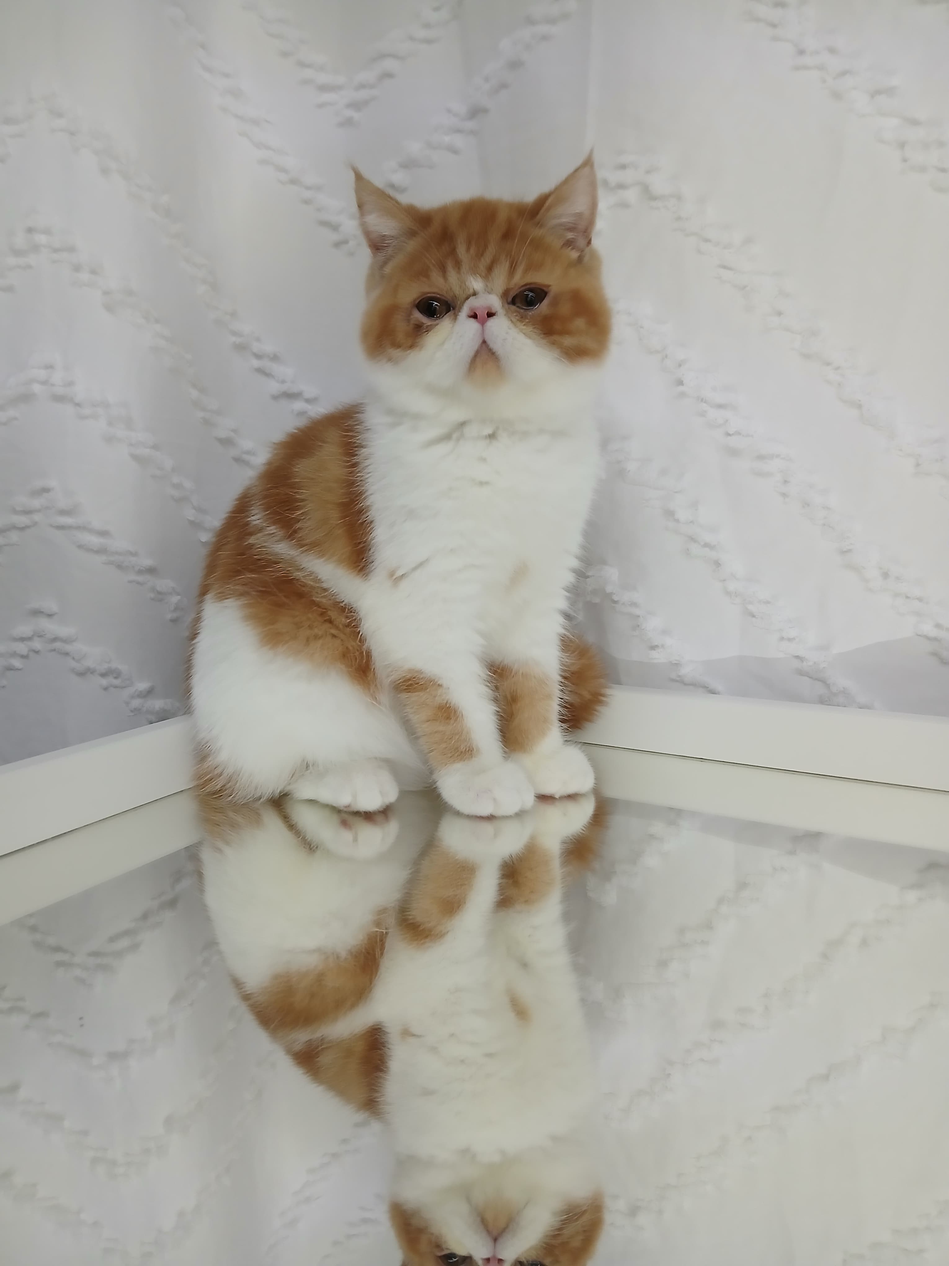 Gato Persa galería