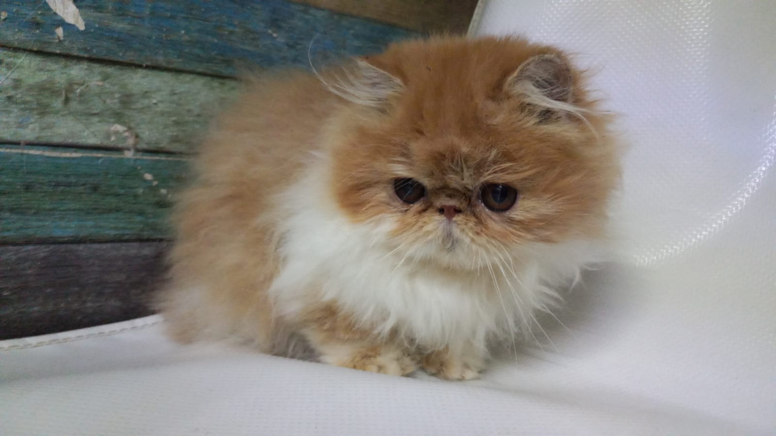 Gato Persa galería