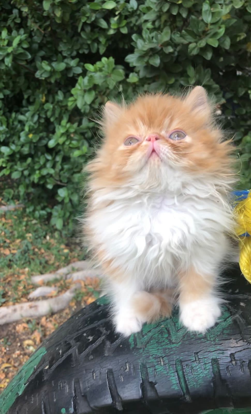 Gato Persa galería