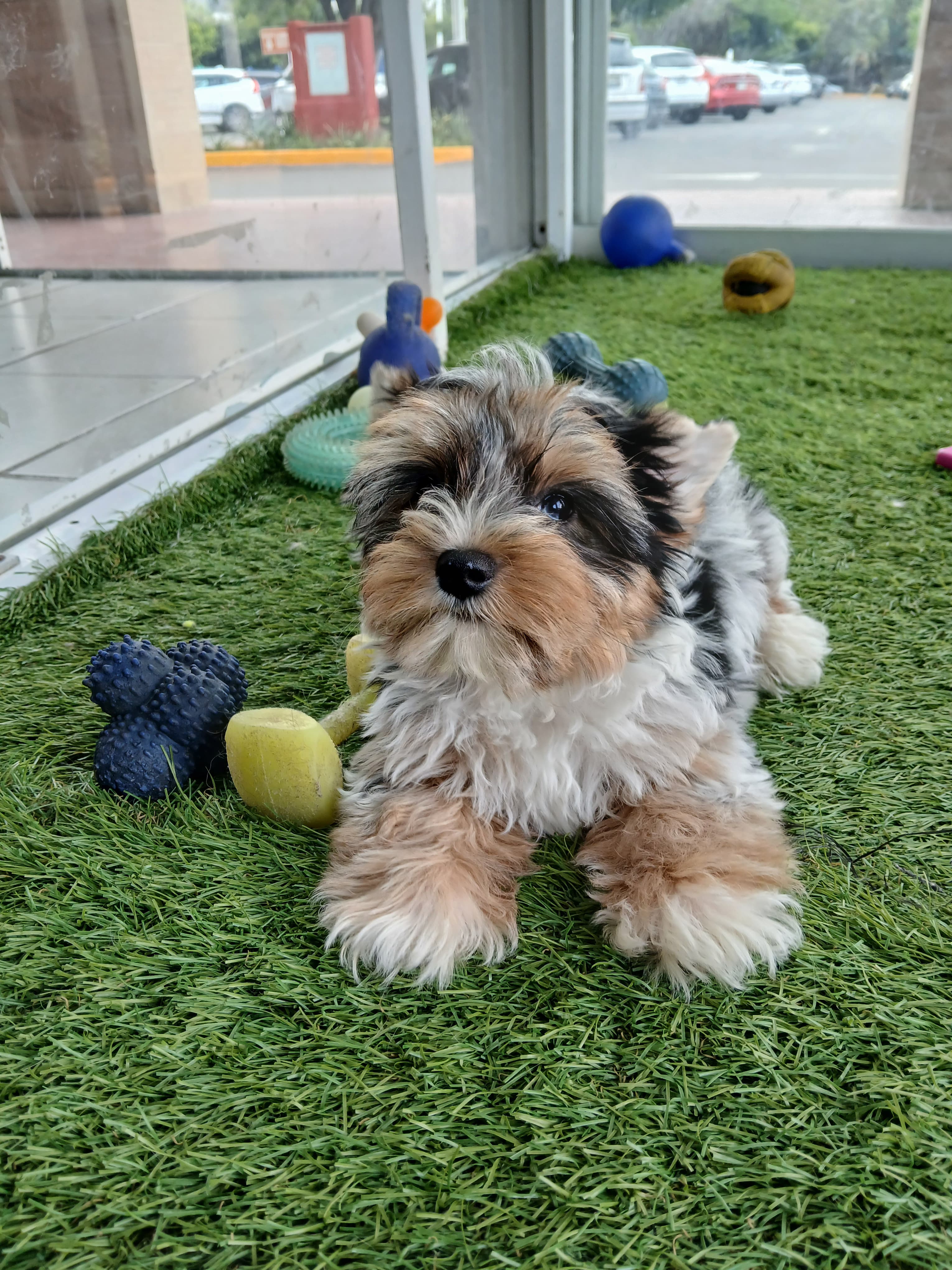Yorkshire Terrier - Perro