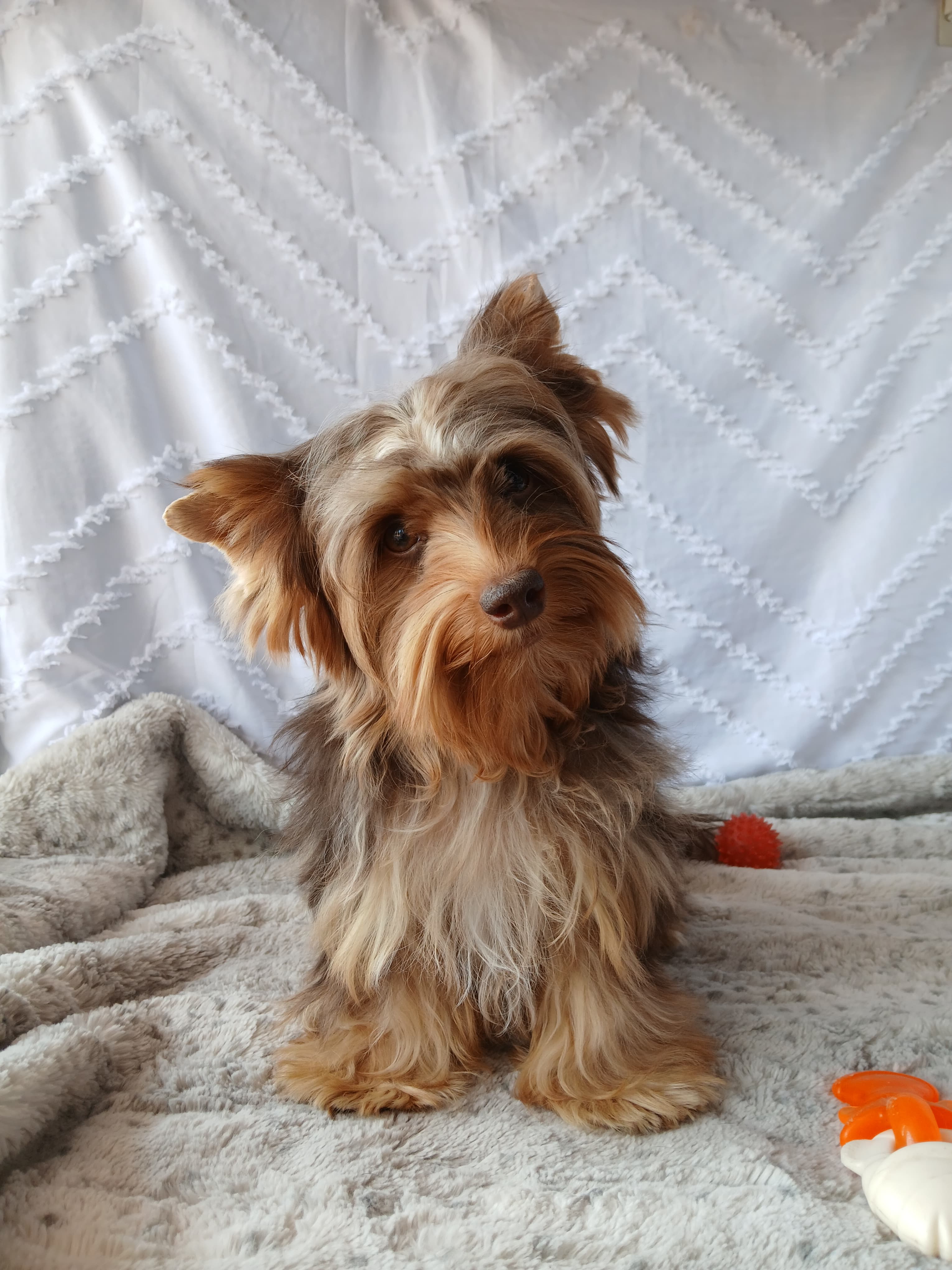 Yorkshire Terrier galería