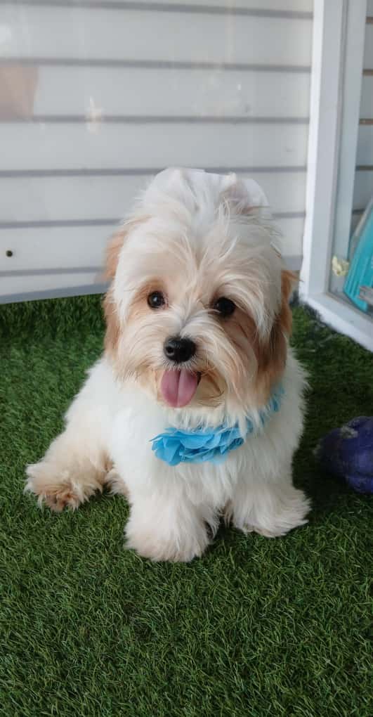 Yorkshire Terrier galería