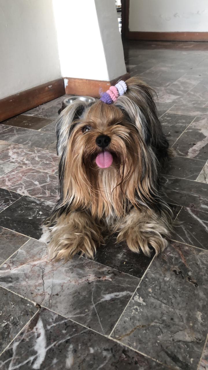 Yorkshire Biewer - Perro