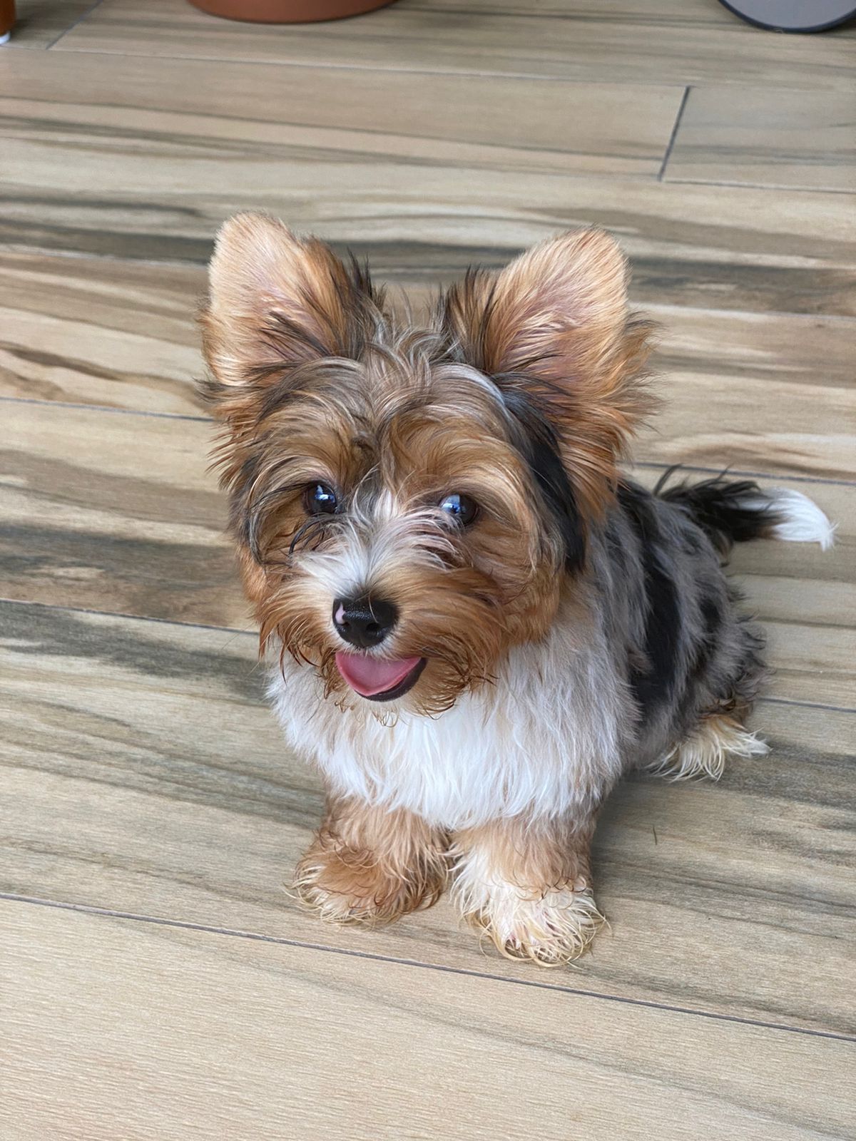 Yorkshire Terrier galería