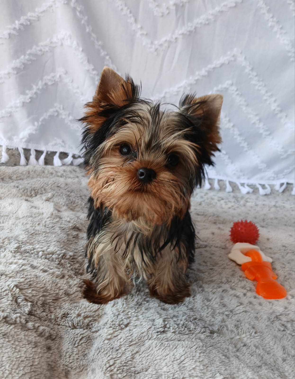Yorkshire Terrier galería